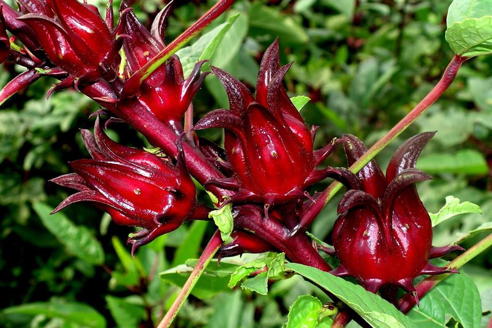 Exoticflavortea's tweet photo. HIBISCUS SABDARIFFA
BISSAP

LES BIENFAITS
Diurétique
Antioxydant
Perte de poids
Diabète
Cholestérol
Troubles digestifs
Antiseptique
Fatigue
Riche en Vitamine C

UTILISATION
Un sachet de thé dans un verre d'eau chaud ou froid
Sucre selon votre goût

Très désaltérant   
 680646124 https://t.co/Xyr6Dw7Pfw