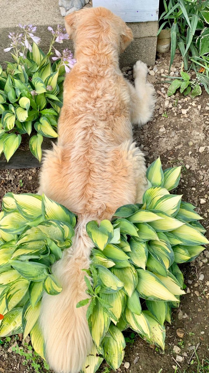PawsitiveGold's tweet photo. Valentine's gardening tips:  How to divide a Hosta. https://t.co/E3Z0Bqnl93