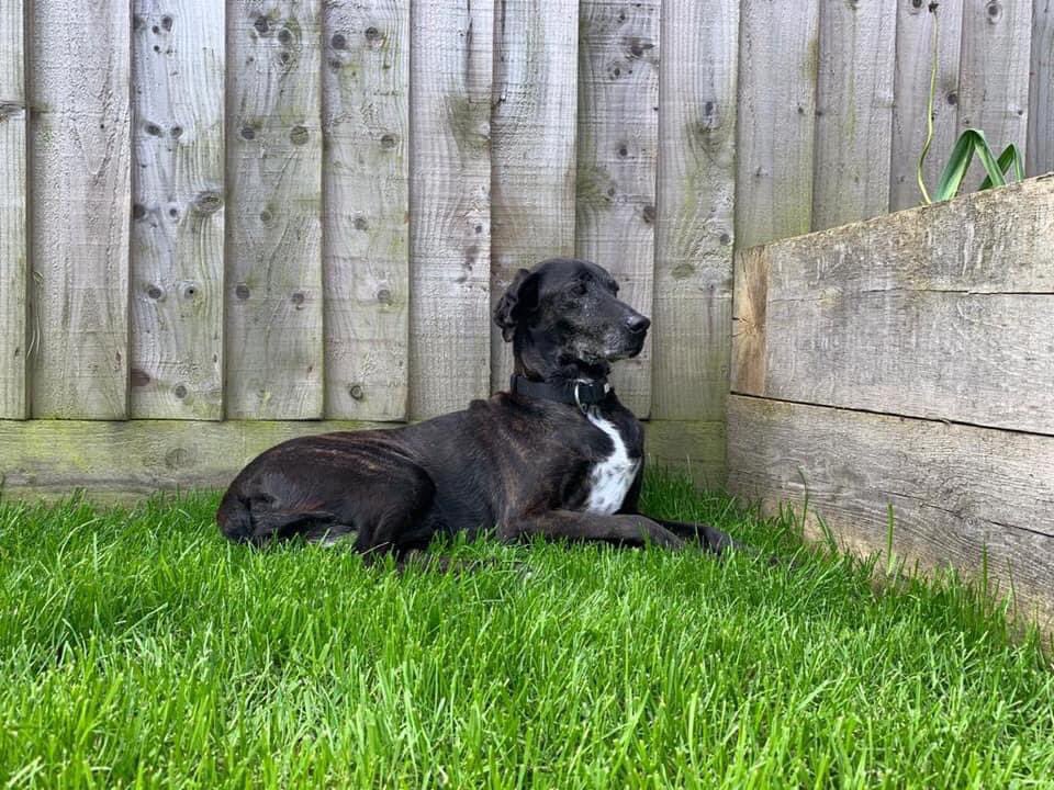 FOSTERFIRST1's tweet photo. #MISSING This lovely 10yr girl has gone missing from #Hungerford #Berkshire.She was spooked yesterday morning, last seen at #Froxfield on the A338.Her owner is a good friend of mine &amp; he is distraught.Please #RT 🆘🆘 #TeamZay @LindaGoodman21 @marcthevet @SAMPAuk_ @MissingPetsGB https://t.co/5e9TkBf9T3