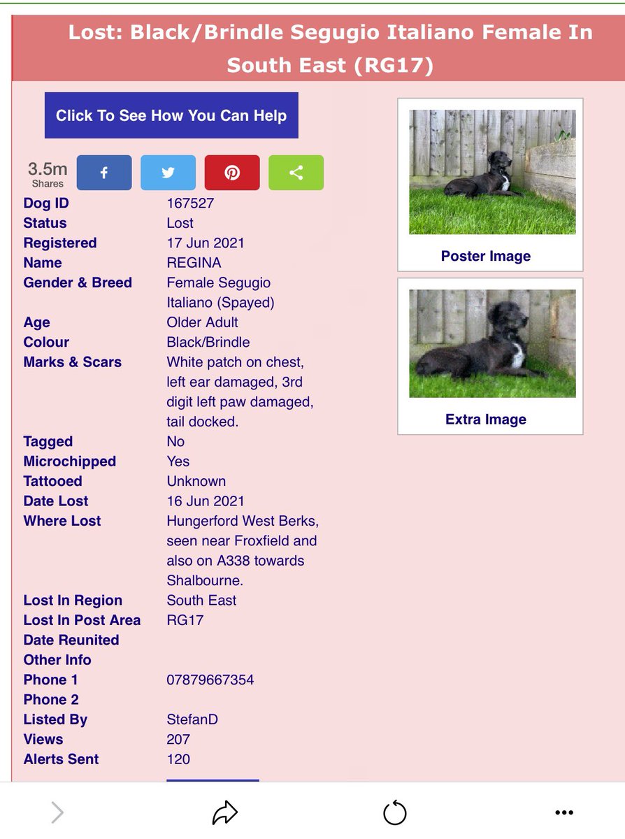 FOSTERFIRST1's tweet photo. #MISSING This lovely 10yr girl has gone missing from #Hungerford #Berkshire.She was spooked yesterday morning, last seen at #Froxfield on the A338.Her owner is a good friend of mine &amp; he is distraught.Please #RT 🆘🆘 #TeamZay @LindaGoodman21 @marcthevet @SAMPAuk_ @MissingPetsGB https://t.co/5e9TkBf9T3