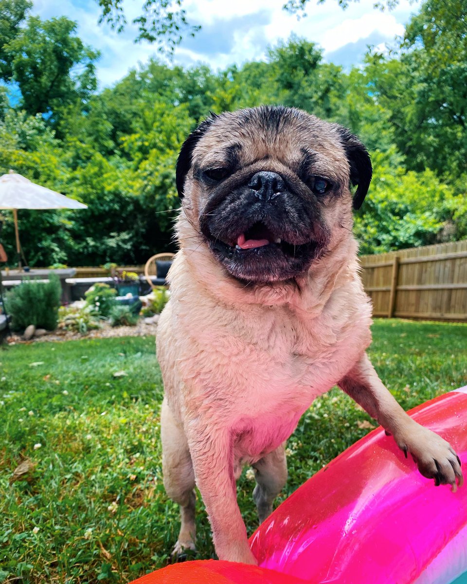 itsdougthepug's tweet photo. Wanna play mermaids in the pool? 🧜‍♀️ https://t.co/eYZbcKjTUf