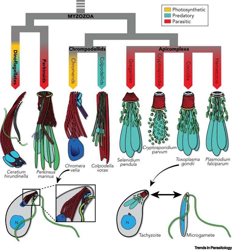 TrendsParasitol's tweet photo. In our #BestOf2020 collection https://t.co/oDDHJEH6ku:
Evolution, Composition, Assembly and Function of the #Conoid in #Apicomplexa from Nicolas Dos Santos Pacheco @Nicolas3474 Ludek Koreny @RossWaller3 @SoldatiLabToxo @unige_en @CamBiochem @Cambridge_Uni
https://t.co/CjDAMyBlVk https://t.co/KnCmpWCxED