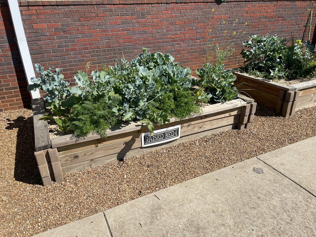 youngedu's tweet photo. Please visit DMS Raised Beds Community Garden!

There’s no charge!  We are thankful for the support we have received this year!!

Garden courtesy of @HannahMcburnett  Agriscience classes. @dms_tcboe 

#theDREWway 🥦🥬🥕 https://t.co/V98tgXv7ft
