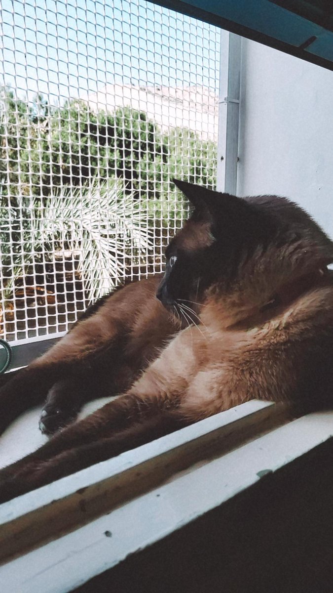 DisasterPau's tweet image. ¿Habéis visto a mis dos bolitas de pelo?💚💙