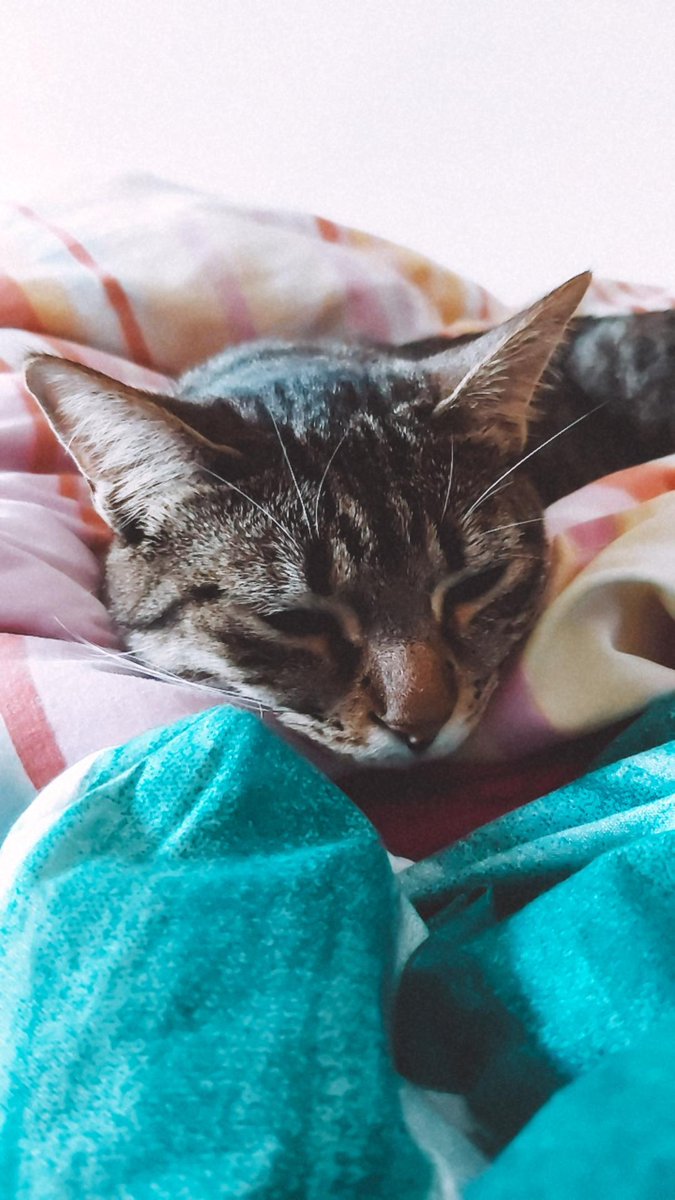 DisasterPau's tweet image. ¿Habéis visto a mis dos bolitas de pelo?💚💙