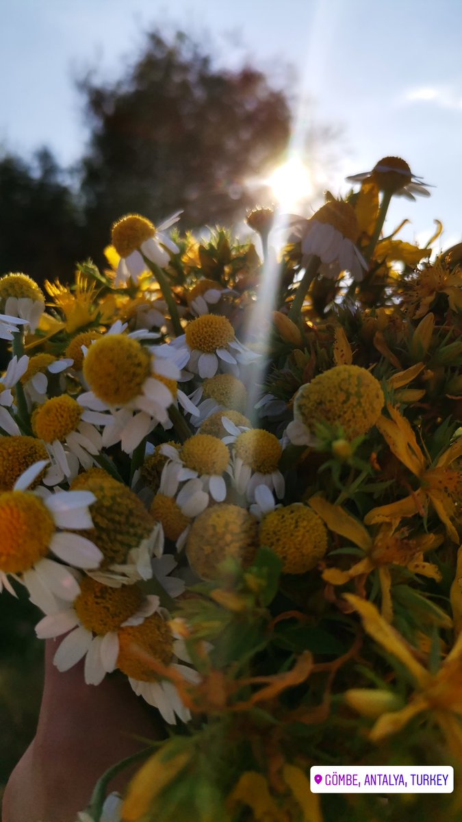 Hayallerini papatya kokusuna sığdır...🌼