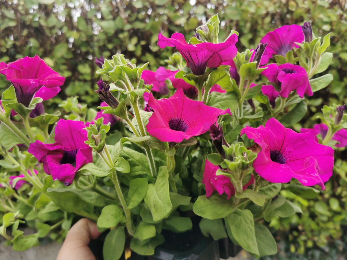 This is your weekly reminder to put your order through before tonight for delivery on Saturday. And look... It's Blooms Day every day.l over here  at this time of year! clonannyfarm.ie
