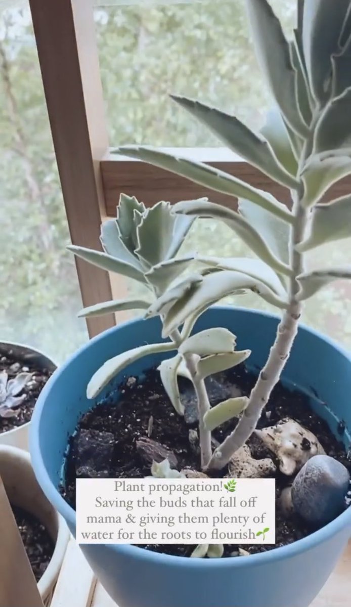 MissSlay77's tweet photo. And that’s on propagation!🍃 These leaves fell off my larger plant, so I put them in water, grew new roots, then replanted all the clippings🌱🌿 https://t.co/H3iqcLrq7Z