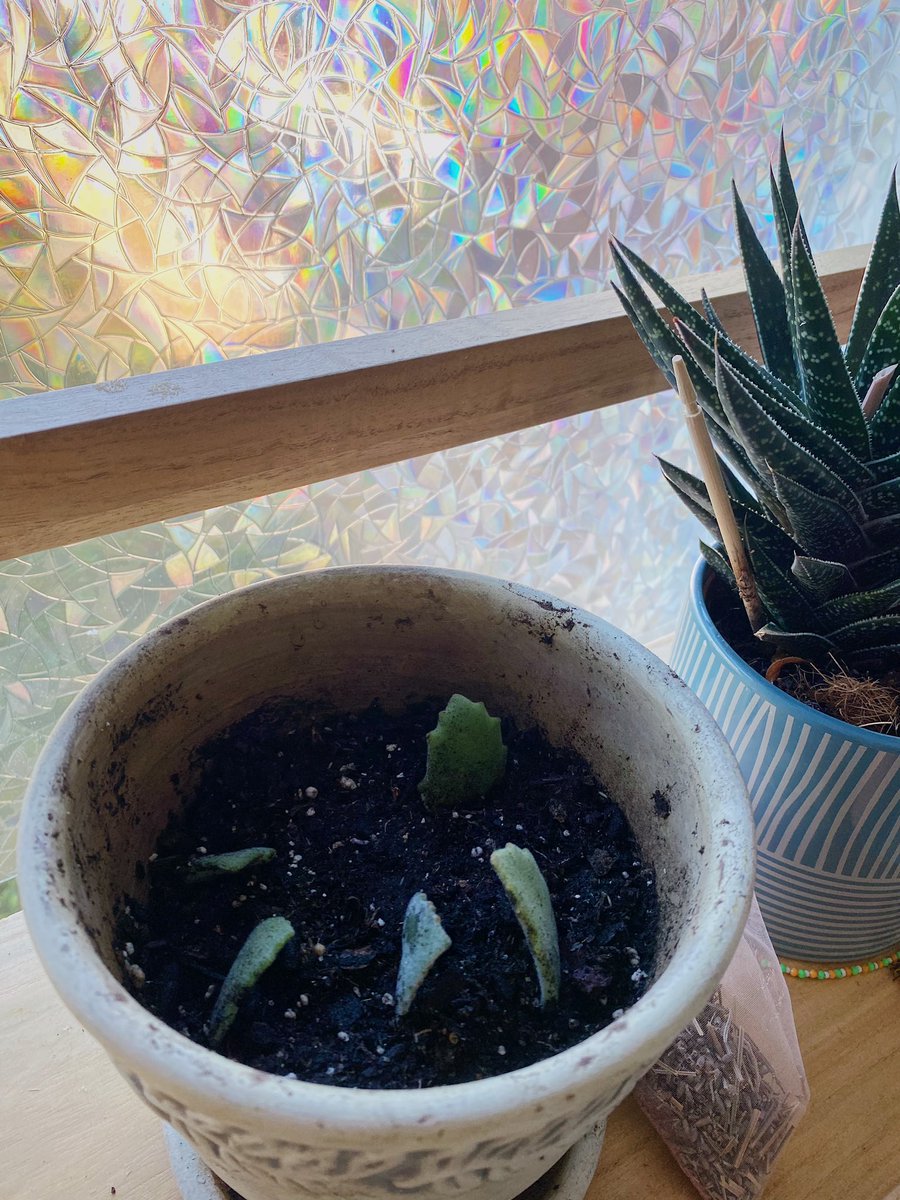 MissSlay77's tweet photo. And that’s on propagation!🍃 These leaves fell off my larger plant, so I put them in water, grew new roots, then replanted all the clippings🌱🌿 https://t.co/H3iqcLrq7Z