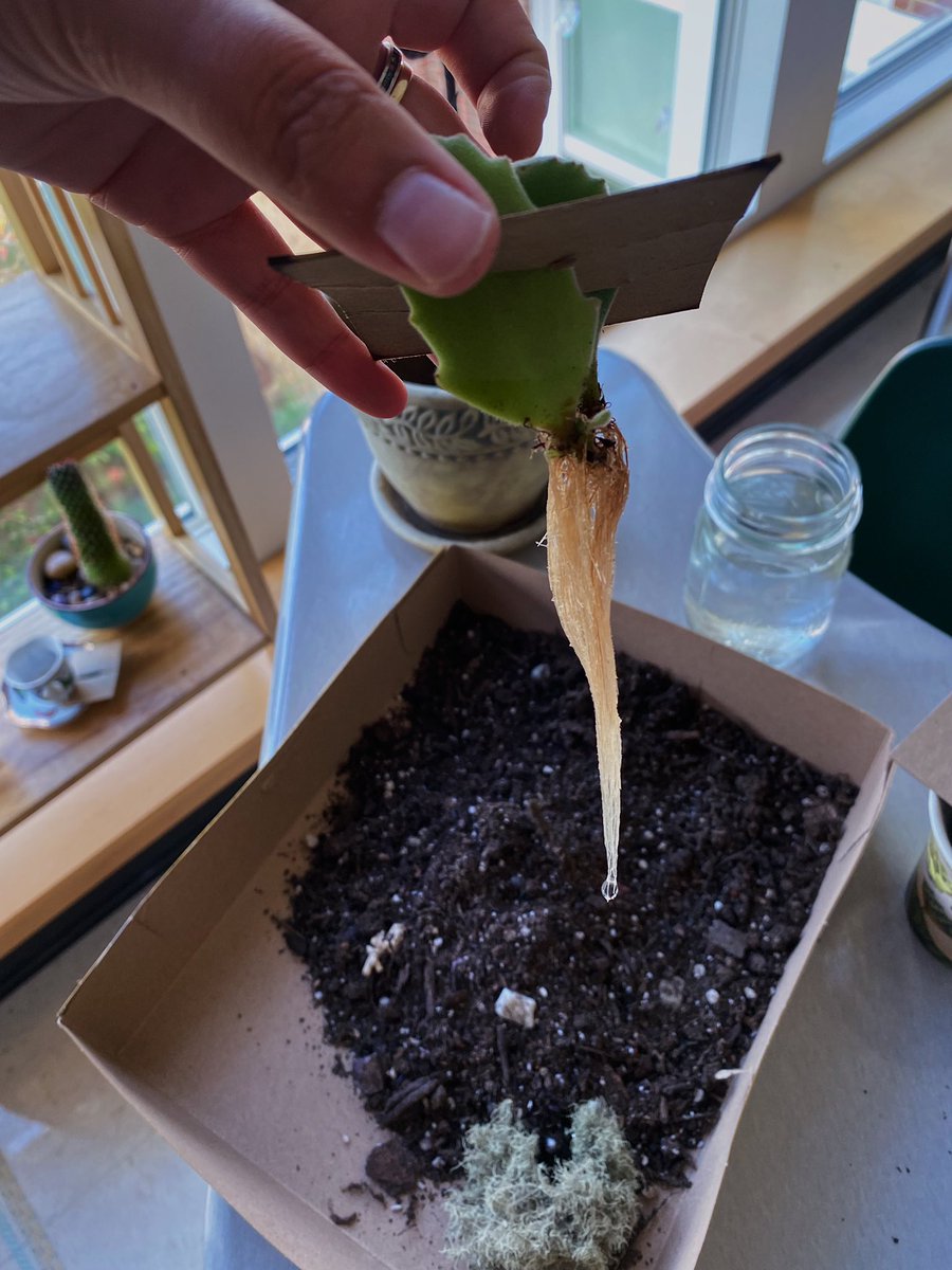 MissSlay77's tweet photo. And that’s on propagation!🍃 These leaves fell off my larger plant, so I put them in water, grew new roots, then replanted all the clippings🌱🌿 https://t.co/H3iqcLrq7Z