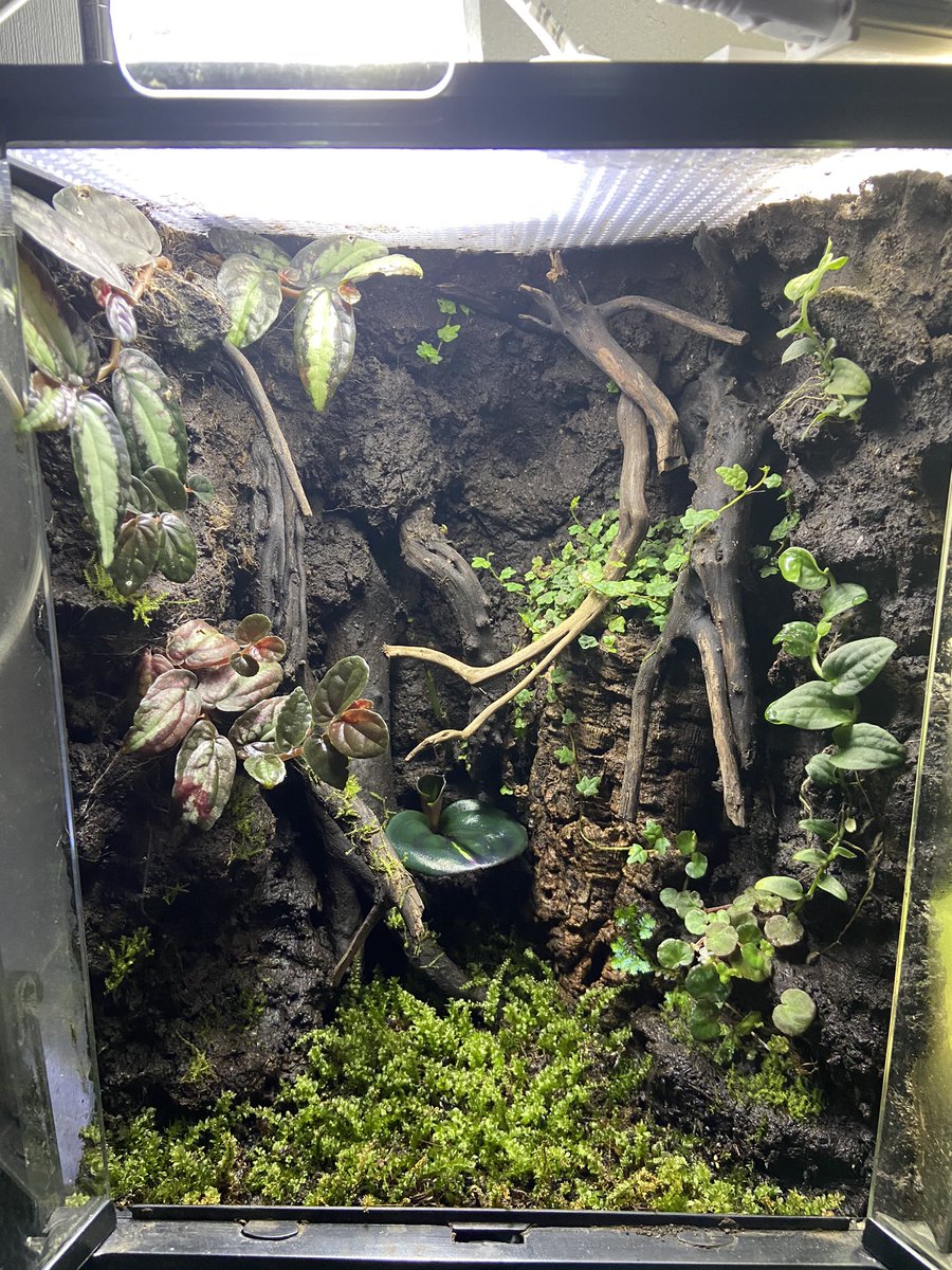 パルダリウム カビ