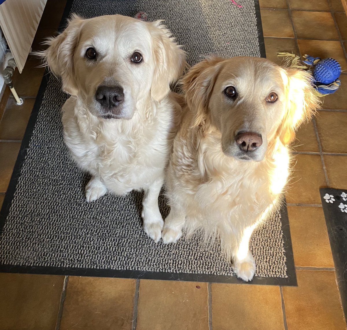 JepicDream's tweet photo. @LucyrasArt Here are more cute pics of fur babies ☺️ https://t.co/gyB84QRdH5