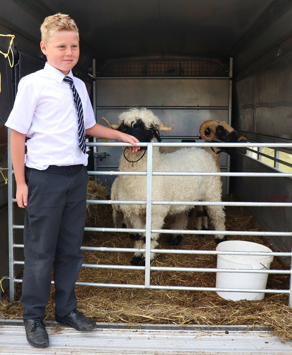 ellesmerecoll's tweet photo. @ECLowerschool had a surprise visit today courtesy of Max in Yr 6 who bought in his rare breed Swiss Blacknose Valais sheep as part of his @ESBUK presentation to the class and the class met them as part of their topic on Life Cycles in Science.
#ScienceAtEllesmere #Science #STEM https://t.co/7m28B0oys9