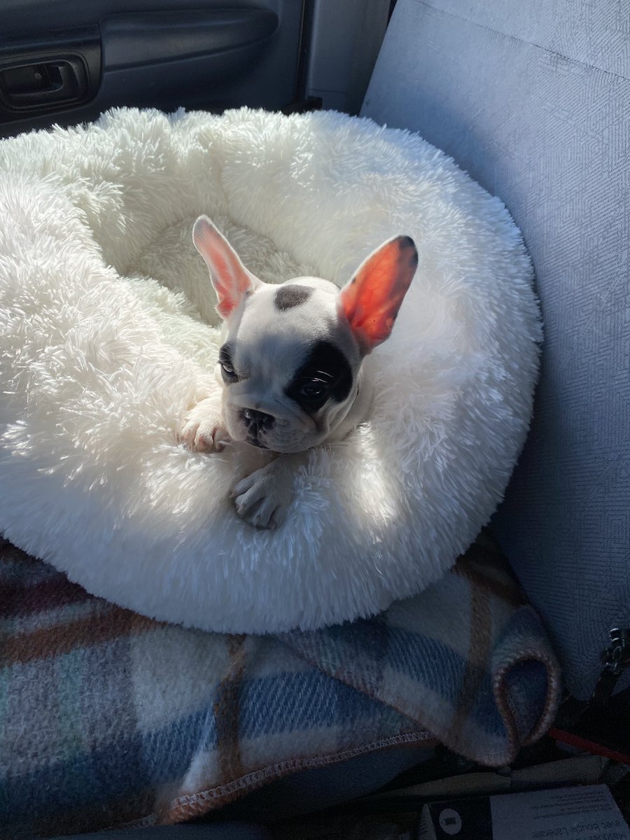 First day of work for Molly, she's not very productive!