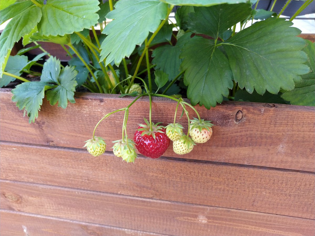 🍓🍓🍓#mojechwasty