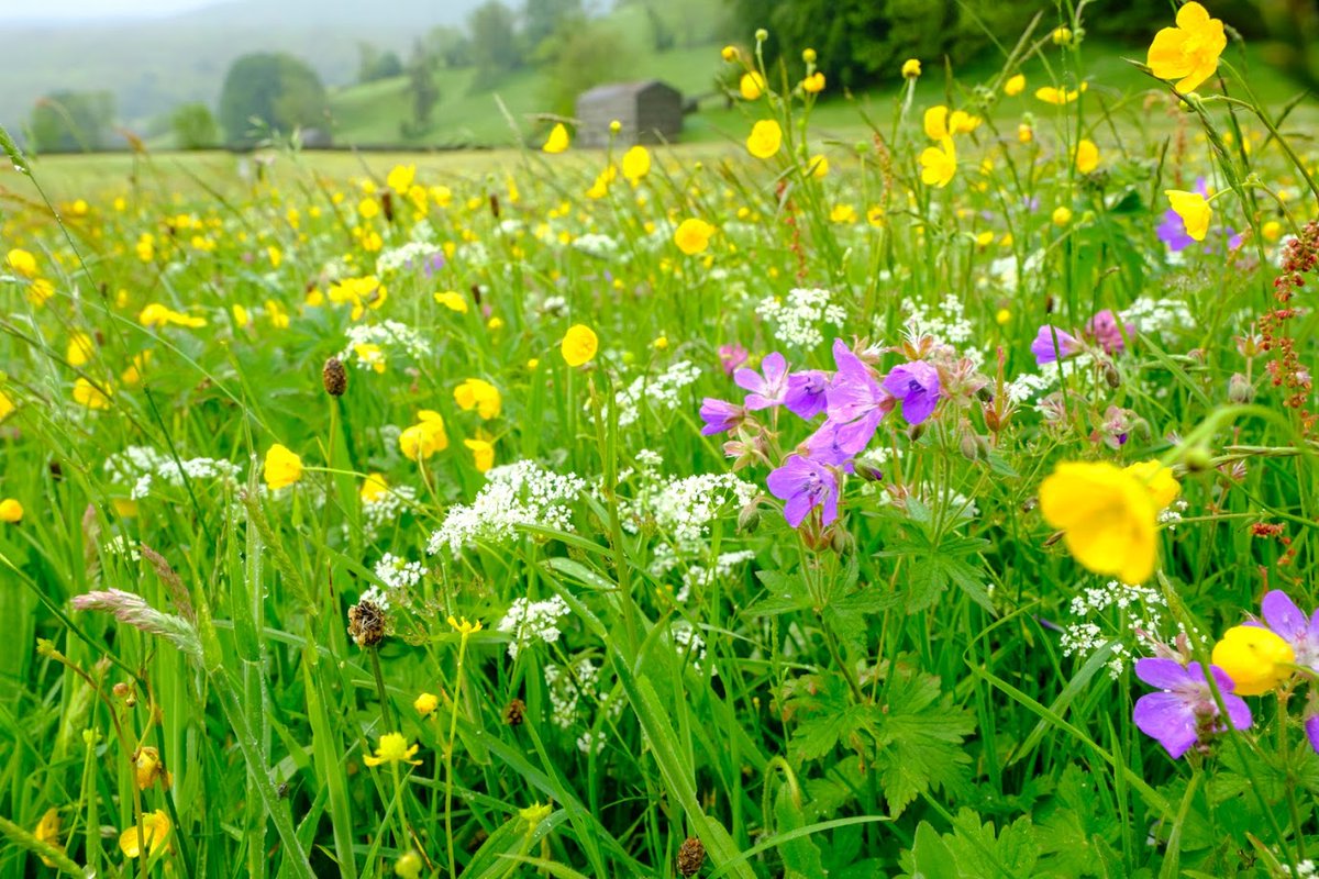 Plantlife's Botanical Specialist <a href="/DrTrevorDines/">Trevor the botanist</a> &amp; Vice-President <a href="/RacheldeThame/">Rachel de Thame</a> are giving a talk about value &amp; vulnerability of  meadows at <a href="/Thyme_England/">Thyme</a>. Snap up remaining tickets to 23 June talk in #Cotswolds hosted by @ClareMFoster <a href="/_houseandgarden/">House & Garden Magazine</a> &gt; thyme.co.uk/thyme-events/p…