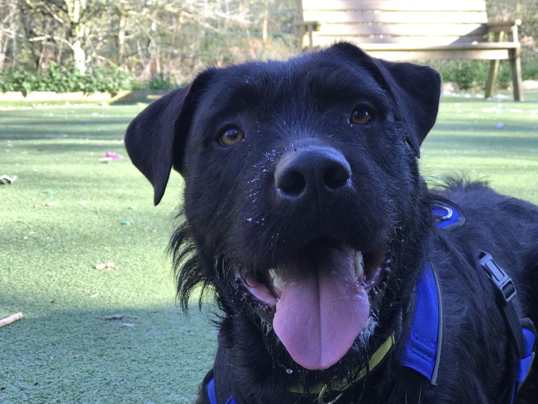 Animal Adoptions UK 🐕‍🦺🐈🐎❤️ tweet media