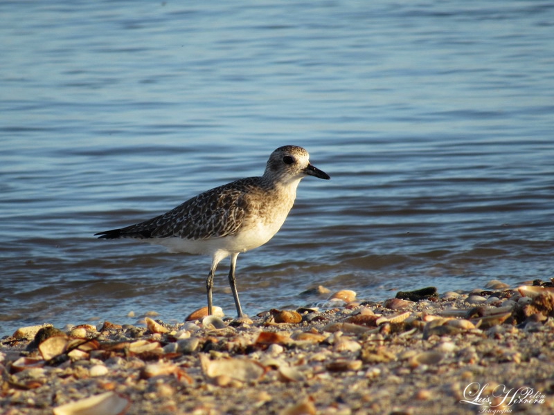 #BiodiversidadGuajira; Playerito (Calidris Bairdii) ave que prefiere no dormir para volar y poder aparearse con más hembras. Común en las playas riohacheras.#LaGuajira; tierra donde el creador puso toda su creatividad.