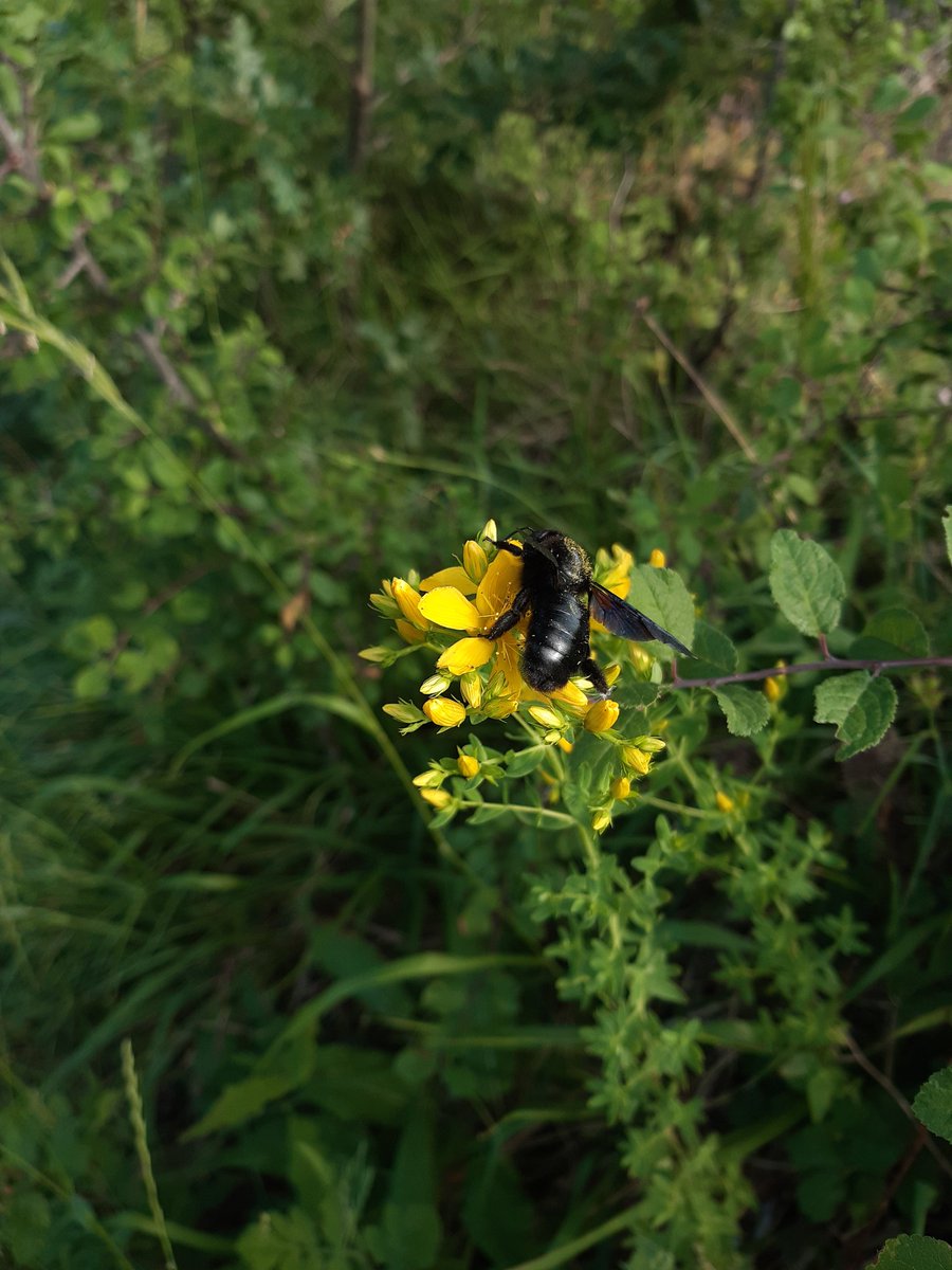AthairArNeamh's tweet photo. Carpenter bee. https://t.co/fTQp0L4f78