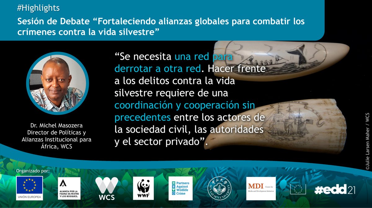 WWF_Peru's tweet photo. #EDD21 Como parte del debate “Fortaleciendo alianzas globales para combatir crímenes contra la vida silvestre” se resaltó la necesidad de mayor coordinación y cooperación multisectorial para hacer frente al tráfico de vida silvestre. #AlianzaFaunaYBosques
https://t.co/uhWmB6zg6Y https://t.co/HdYbrnUQZD