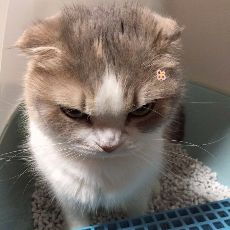 angry kitten tete 😾