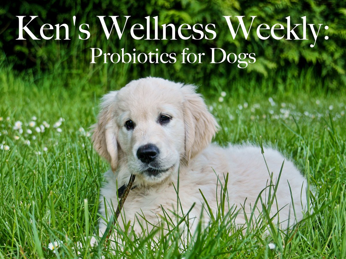 NutristartCo's tweet image. Probiotics for Dogs: Ken's Wellness Weekly

mailchi.mp/de281ee4beb0/p…

#nutristartnaturally #ilovedogs #lactospore #bacilluscoagulans #guthealth