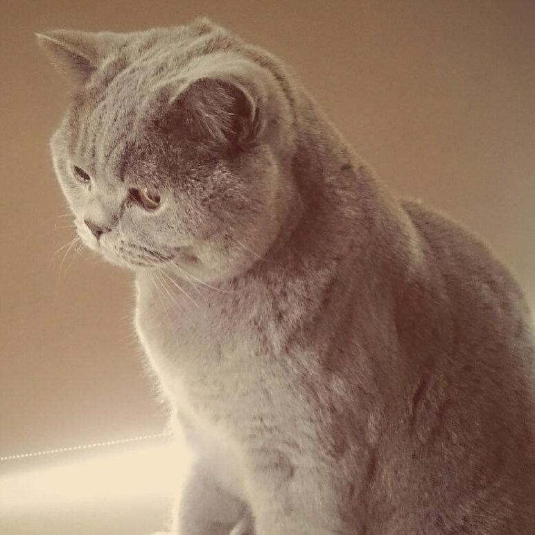 HeroCashmere's tweet photo. Lost in thought 💭 

📸 @edinbuzz 

#lostinthought #zoningout #cashmerecat #mytruelove #pensivemood #catboss #softfocus #mindblank #neutraltonesonly #catphotos #shadesofbeige #herocashmere #loveanimals❤️ https://t.co/ZvrGugnMLp https://t.co/szdjGQXXx2
