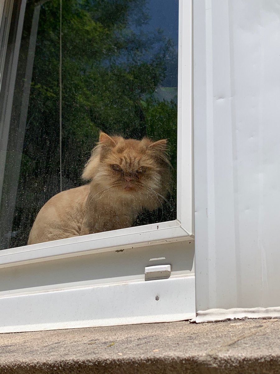 plunkycat's tweet photo. my finest photo https://t.co/PNb1ABw0DW
