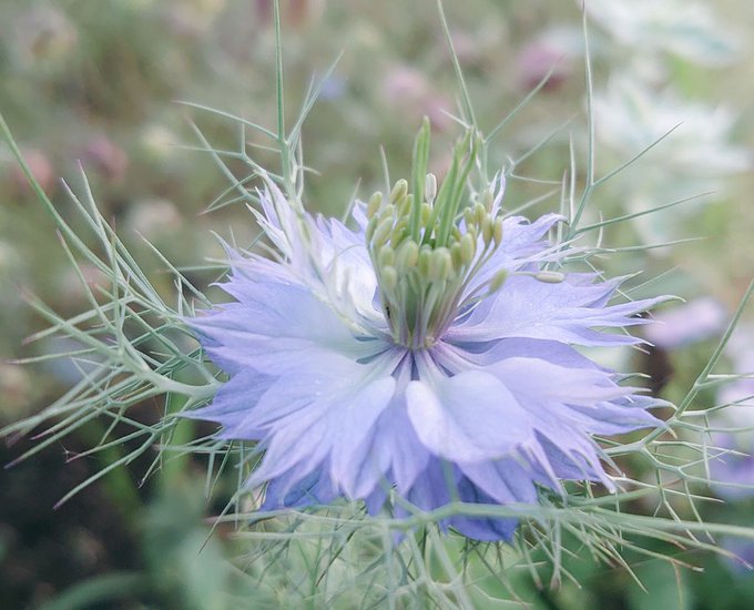 ニゲラのtwitterイラスト検索結果 古い順