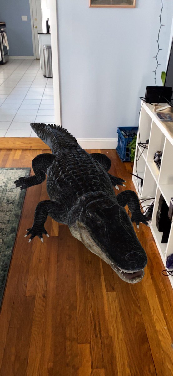 Gators Daily 🐊 tweet media