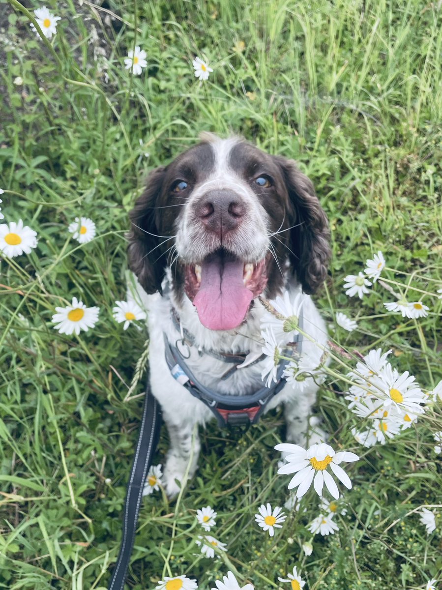 BarneynCoop's tweet photo. Loving the daisies on afternoon adventures with @Kerryharman79 🧡 https://t.co/xxpBg6LjeE