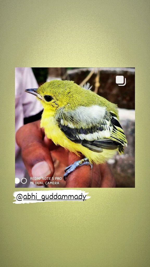 abhi_guddammady's tweet image. Common Iora
#commoniora 
#birdsphotography #birds #birdsofinstagram #BIRDSTORY #photographylovers #wildphotogrphy
#udupi #banglore