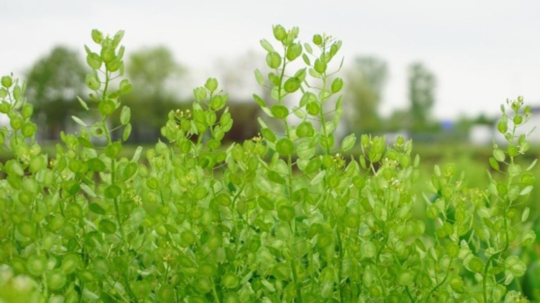 Translational Plant Sciences @ OSU (@tps_osu) on Twitter photo Pennycress is much more than just a weed! Check out the latest blog post by TPS graduate student Rachel Combs-Giroir (<a href="/RCombsGiroir/">Rachel Combs-Giroir</a>) to learn about this plant's potential as a cover crop and biofuel source.
go.osu.edu/tps_rcg Pennycress is much more than just a weed! Check out the latest blog post by TPS graduate student Rachel Combs-Giroir (<a href="/RCombsGiroir/">Rachel Combs-Giroir</a>) to learn about this plant's potential as a cover crop and biofuel source.
go.osu.edu/tps_rcg