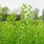 Photo by Translational Plant Sciences @ OSU (@TPS_OSU)