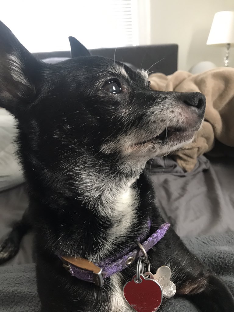 brielleweber's tweet photo. Not wearing masks as much and I knew my facial expressions would be a problem. I literally look like my dog anytime anyone says anything stupid and I don’t know how to make it stop. https://t.co/ad9AhkhaOL