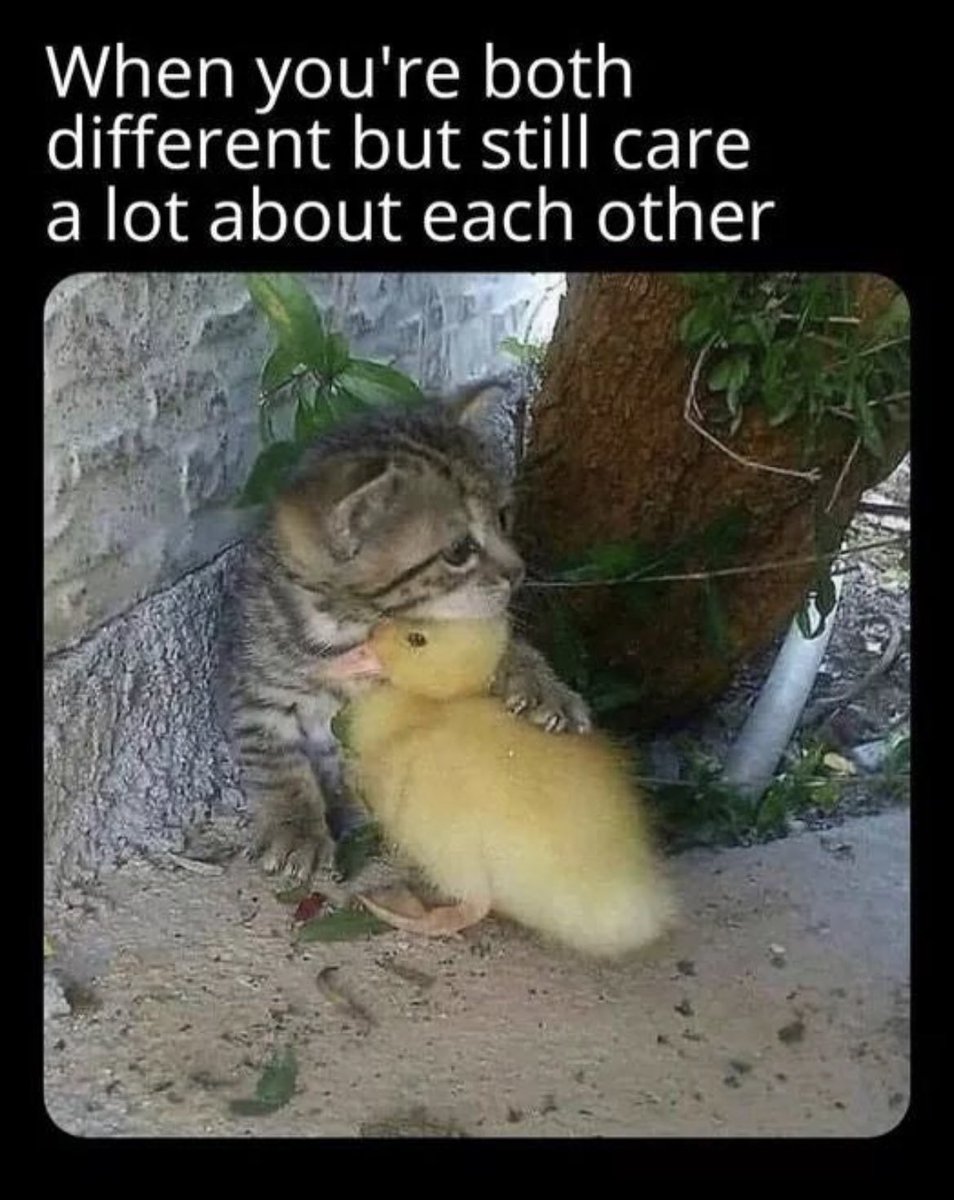 RespectfulMemes's tweet image. 