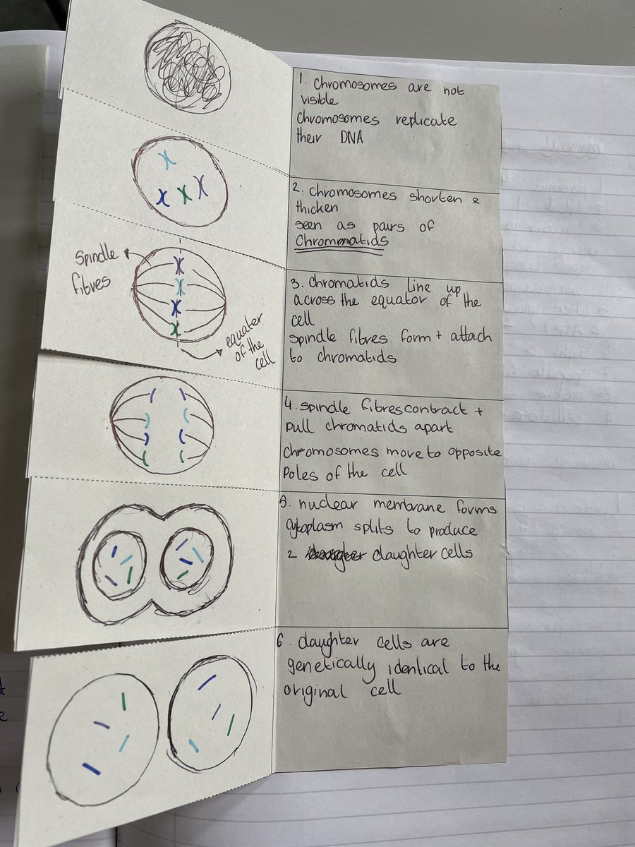 MissHBio's tweet photo. Some great work from S4 pupils producing interactive notes on mitosis 🧬🤓 https://t.co/F8gDh6ZcMi