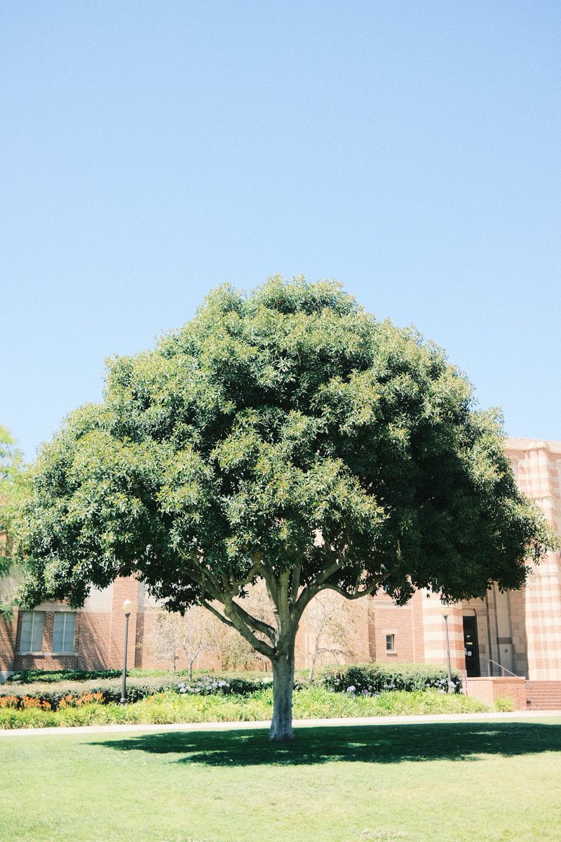 handsasis's tweet photo. for my 10 followers, here are some trees https://t.co/yfhn27qDIE