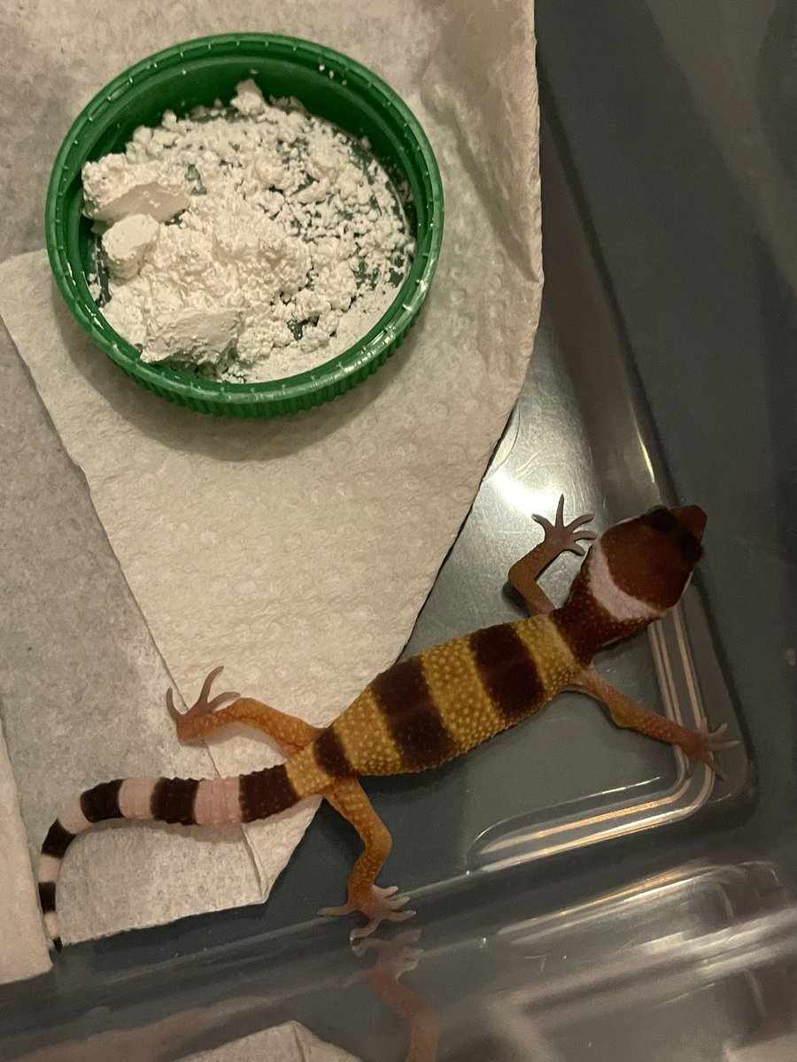 VisionRepti's tweet photo. We added two new babies to the family this week! Both are a mix of a Fascio and a Blood Giant. #reptile  #reptiles #twitter #InTheHeights #instagram #nature #LoveTwitter #reptivision https://t.co/Pv4UK8uNOS