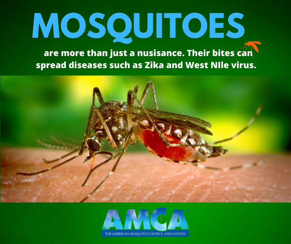 A world without #MosquitoControl can lead to devastating mosquito-borne disease impacts on human and animal health. We need to #FightTheBite  bit.ly/2ZSLe28 
#NationalMosquitoWeek #NMCAW2021 #PasstheRepellent