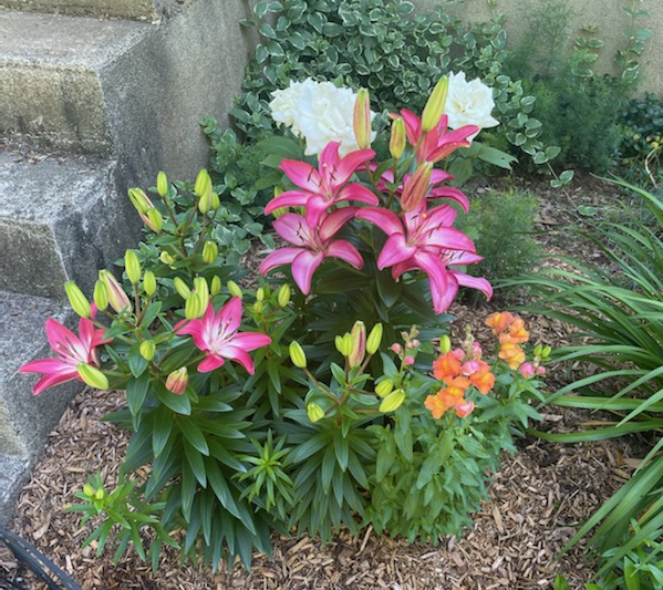 BobbexProducts's tweet photo. Bobbex FLASH FREE SHIPPING SALE. https://t.co/MbvMd3l41b
Hurry!  Ends 6/20/21  

Lillies in Shelton, CT protected by Bobbex Deer Repellent https://t.co/PB2Fh2SM6Z