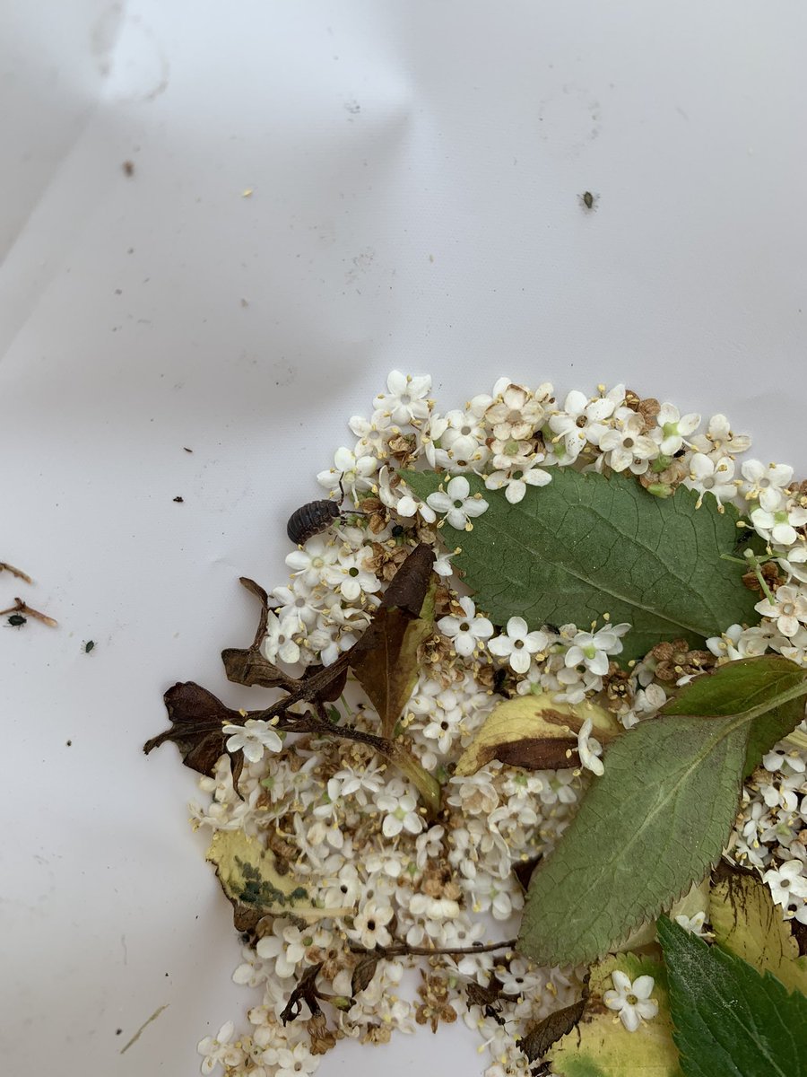 TAAsciencedept's tweet photo. Science Club @Thomas_Alleynes spent the afternoon looking for Bugs on Bushes thanks to some top tips from @DrBiol #outdoorlearning #bughunt #ecology #STEMClub https://t.co/njskdWi7rp