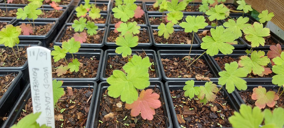 Some pics of one of two @cumbriawildlife plant nurseries. The plug plants are looking fantastic, destined for #NatureRecovery & #Meadowmakers projects in grasslands across Cumbria. All thanks to the skilled expertise & hard work of @GardenerSier & her team of brill volunteers