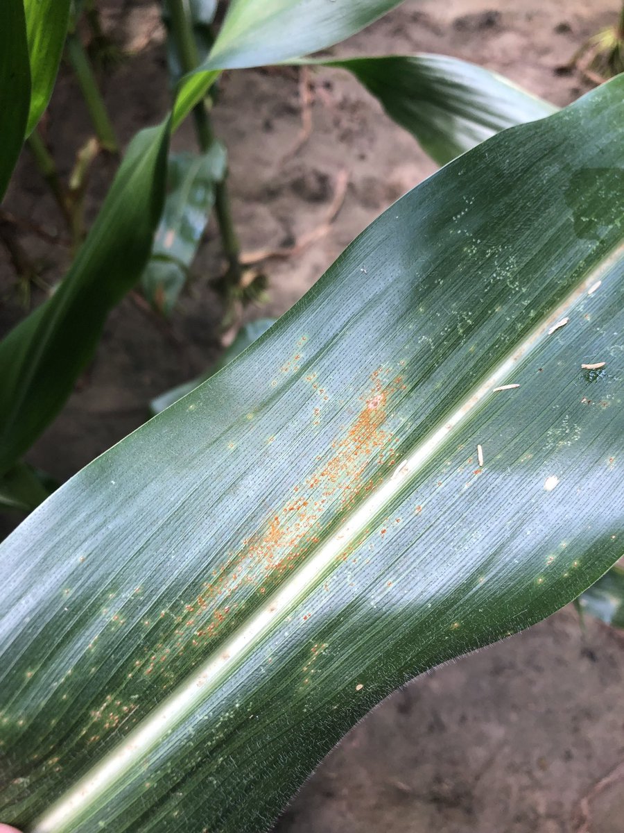 alabamaED's tweet photo. Southern rust detected in Baldwin and Houston Counties in AL today. Growers with good yield potential, and a crop at an appropriate growth stage,  should strongly consider a fungicide application before the incoming tropical storm #baldpathologist https://t.co/ie4ADeNanw