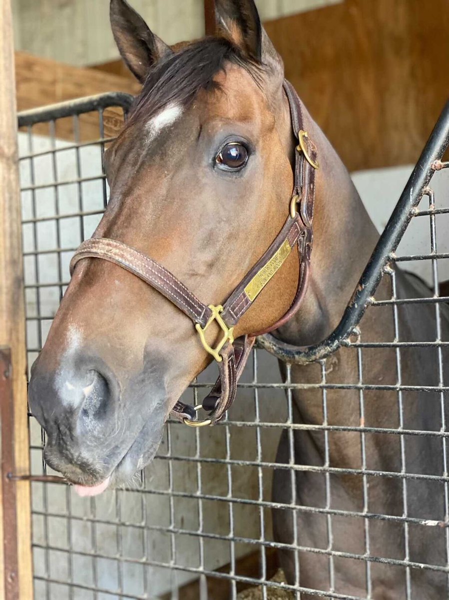 Happy Retirement to this champion... Krsto Skye. 65 starts, 14 wins, 13 seconds and 9 thirds. Retiring at 9 with over $360,000 in earnings. One of the best horses we ever claimed. ❤️