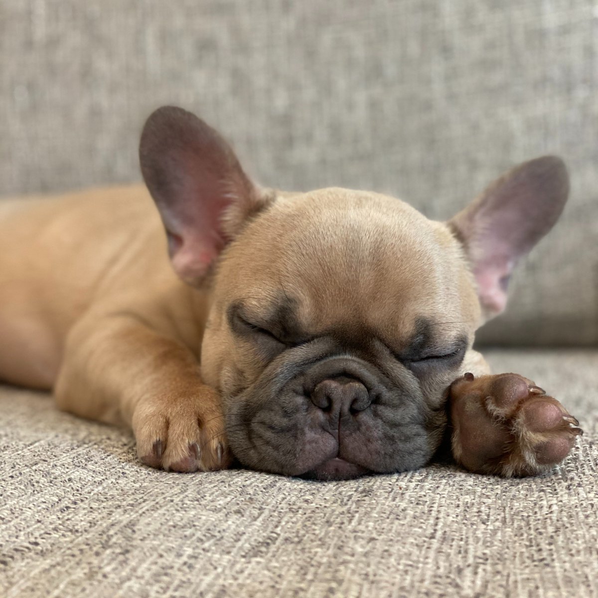 wayoftay's tweet photo. @JaniceKapner Ahhhhhh! Baby Mac 😇 https://t.co/9XC4ONP4en
