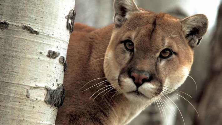 notiambientales's tweet photo. 🦊Leyes que atrasan: el Gobierno de Chubut paga por cazar pumas y zorros
https://t.co/lEncR5SbRB https://t.co/XmAyjz98Dj