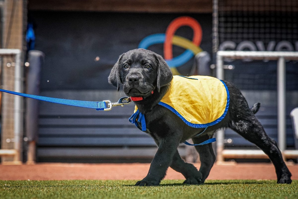 BlueWahoosBBall's tweet photo. He’s here. He’s perfect. 

Watson made his Blue Wahoos Stadium debut this morning, beginning his 18-month journey in Pensacola to become a service dog! https://t.co/Q9W4CKy4fM