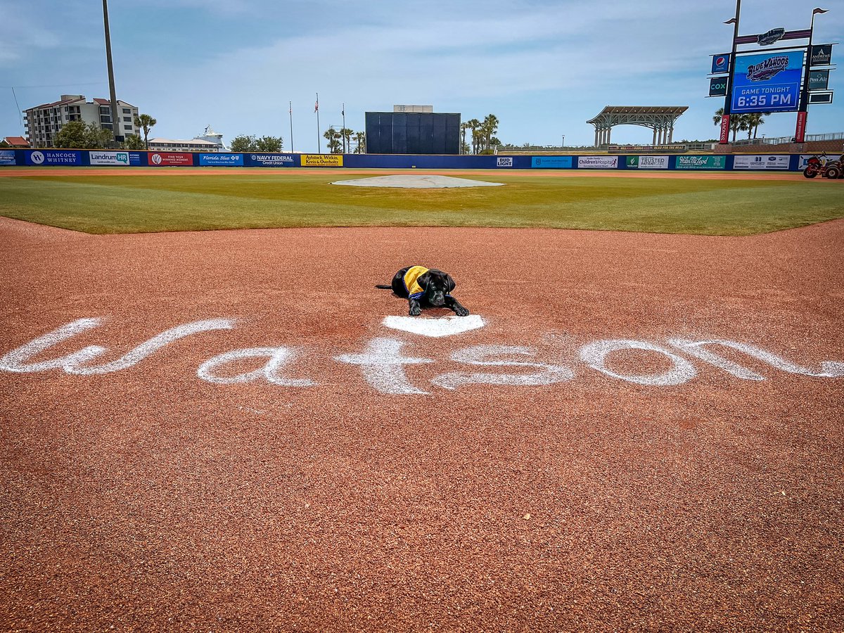 BlueWahoosBBall's tweet photo. He’s here. He’s perfect. 

Watson made his Blue Wahoos Stadium debut this morning, beginning his 18-month journey in Pensacola to become a service dog! https://t.co/Q9W4CKy4fM