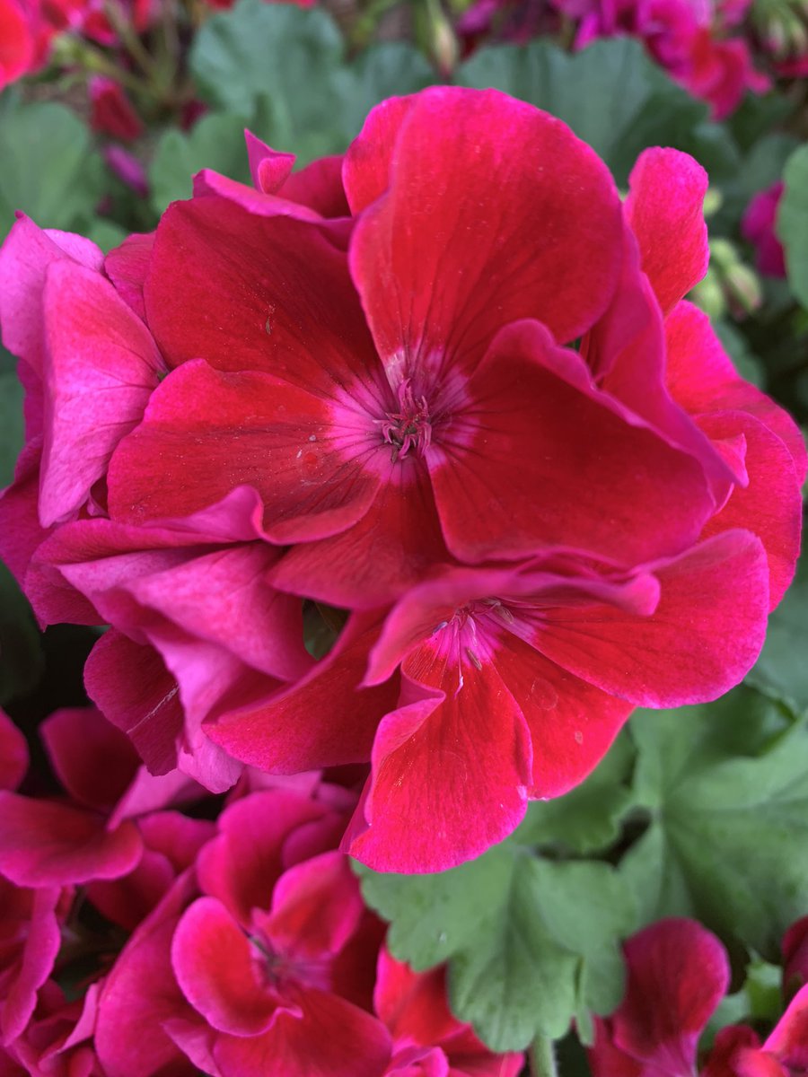 LynnParsonsUK's tweet photo. Come on in & Escape the real World @magicfm from 7pm Fantastic Thursday Night Musical Treats plus Your Whispers & Windows #FlowersareHappy #RefreshingRain https://t.co/a9Os3fkJvQ